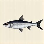 Illustrazione di un Alborella, un piccolo pesce di branco